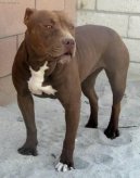 Fotky: Americk� pitbull teri�r (foto, obrazky)