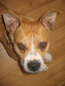Ps� plemena:  > Americk� staford�irsk� terier (American Staffordshire Terrier)