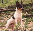Ps� plemena:  > Americk� toy-foxteri�r (American Toy Fox Terrier)