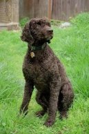 Ps� plemena:  > Americk� vodn� �pan�l (American Water Spaniel)