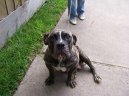 Ps� plemena:  > Anglick� buldok star�ho typu (Olde English Bulldogge)
