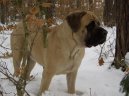 Ps� plemena:  > Anglick� mastif (English Mastiff)