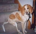 Ps� plemena:  > Anglick� m�val� loveck� pes (English Coonhound, Redtick Coonhound)