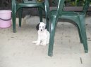 Ps� plemena:  > Anglick� setr (English setter)