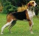 Ps� plemena:  > Anglo-francouzsk� honi� de Petite Venerie (Medium-sized Anglo-french Hound)