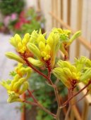 Anigozantos, klokan� tlapka