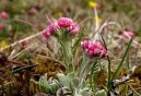 :  > Koci�nek dvoudom� (Antennaria dioica)