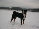 Ps� plemena:  > Appenzellsk� sala�nick� pes (Appenzeller Sennenhund)