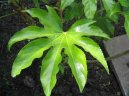 Pokojov� rostliny: Nekvetouc� > Ar�lie, prodara japonsk� (Fatsia japonica)