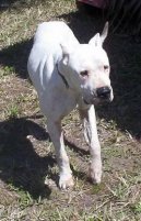 Ps� plemena:  > Argentinsk� doga (Dogo Argentino)