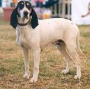 Ps� plemena:  > Ari�geois (Ariege Hound)