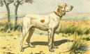 Ps� plemena:  > Ariegsk� ov��k kr�tkosrst� (Ariege Pointing Dog)
