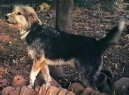 Ps� plemena:  > Armant, Egyptsk� ov��k (Armant, Ermenti, Egyptian Sheepdog, Chin de Berger Egyptian)