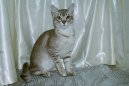 Ko�ky:  > Asian Tabby (Asian Tabby Cat)