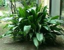 :  > Ko�enokv�tka (Aspidistra)