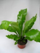 Asplenium vlasov�
