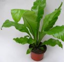 Pokojov� rostliny: Kapradiny > Asplenium vlasov� (Asplenium trichomanes)
