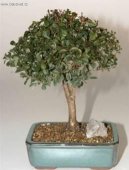 Australsk� t�e�e�