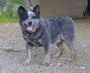Ps� plemena:  > Australsk� hon�ck� pes (Australian Cattledog)