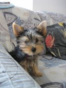 Ps� plemena:  > Australsk� silky teri�r (Australian Silky Terrier)