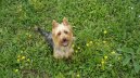 Ps� plemena:  > Australsk� teri�r (Australian Terrier)