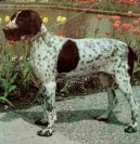 Ps� plemena:  > Auvergnesk� oha� kr�tkosrst� (Auvergne pointer)