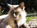 :  > Balin�ska ko�ka (Balinese Cat)