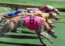 Ps� plemena:  > Banjarsk� chrt, Band�arsk� chrt (Banjara Greyhound)