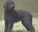 Ps� plemena:  > Barbet (Barbetб French Water Dog)