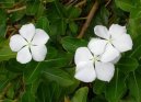 Pokojov� rostliny: Jednolet� > Barv�nek r��ov�, katarantus (Catharanthus roseus)