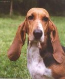 Ps� plemena:  > Baseti (Basseti)