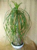 Beaukarnea, slon� noha