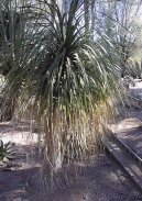 Pokojov� rostliny: Mnoholet� > Beaukarnea, slon� noha (Beaucarnea recurvata)