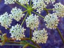 :  > Bedrn�k Obecn� (Pimpinella saxifraga)