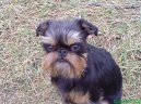 Ps� plemena:  > Belgick� grifonek (Griffon belge, Belgian Griffon)