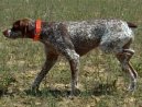 Ps� plemena:  > Belgick� oha� (Belgian Shorthaired Pointer)