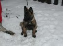 Belgick� ov��k - Malinois