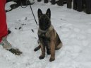 Ps� plemena:  > Belgick� ov��k - Malinois (Chien de Berger Belge)