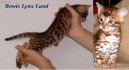 :  > Beng�lsk� ko�ka, leopard� ko�ka (Bengal Cat)