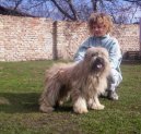 Ps� plemena:  > Pyrenejsk� ov��k s dlouhou srst� (Pyrenean Sheepdog Long-haired)