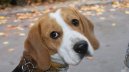 Ps� plemena:  > B�gl (Beagle)