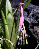 Pokojov� rostliny: Mnoholet� > Billbergie (Billbergia)