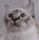 :  > Birmansk� ko�ka, Birma (Burmese Cat)