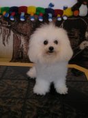 Fotky: Bi�onek (foto, obrazky)