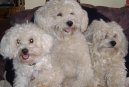 Ps� plemena:  > Bi�onek (Bichon frise)