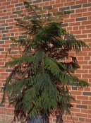 Pokojov� rostliny: Nekvetouc� > Blaho�et ztepil�, Arauk�rie (Araucaria)