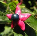 Pokojov� rostliny: Poloke�e > Blahoke�, klerodendrum (Clerodendrum)