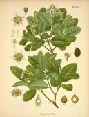 :  > Boldovn�k Vonn� (Peumus boldus Molina)