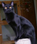 Ko�ky:  > Bombajsk� ko�ka (Bombay cat)