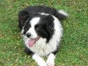 Ps� plemena:  > Border kolie (Border Collie)
